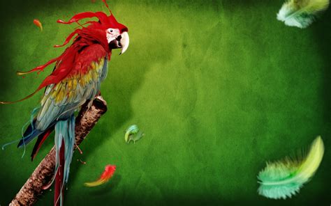 Parrot 4k Wallpapers For Your Desktop Or Mobile Screen Free And Easy To