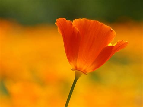 Wallpaper One Orange Poppy Flower Close Up 2560x1600 Hd Picture Image
