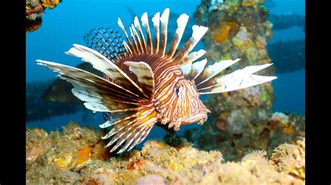 2013may17 Lionfish Wanted 5 Dead Or Alive Mgfb