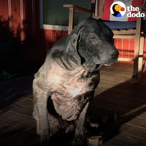Sick Stray Dog Wanders Up To Random Couples House Couple Finds A