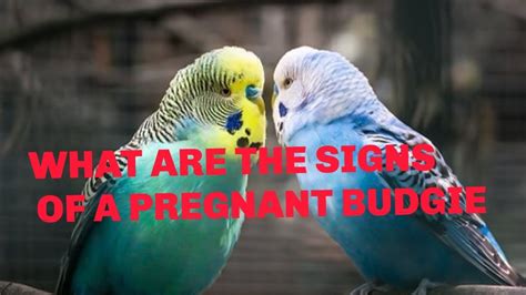 What Are The Signs Of A Pregnant Budgie Parakeets Pets Youtube