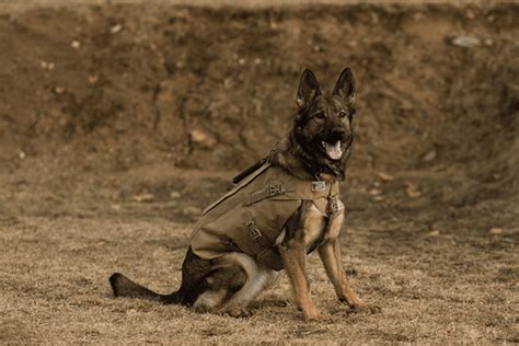 Bulletproof K9 Shadow Vest Nij Level Iiia Protection For Dogs Active