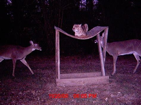 Trail Cam Bloopers Funny And Unusual Trail Cam Photos From Our 2008 Trail Cam Contest