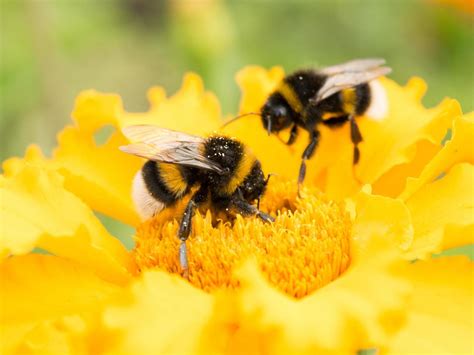 Bees Are Becoming ‘addicted To The Pesticides Blamed For Wiping Them
