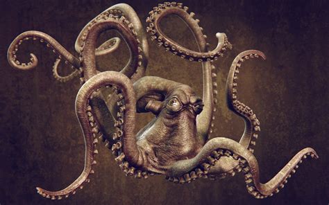 48 Octopus Wallpapers Wallpapersafari