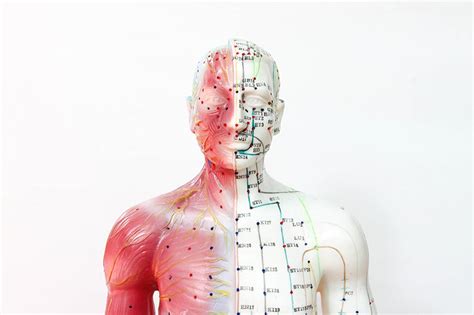 What Are Body Meridians And Energy Pathways Ana Heart Blog