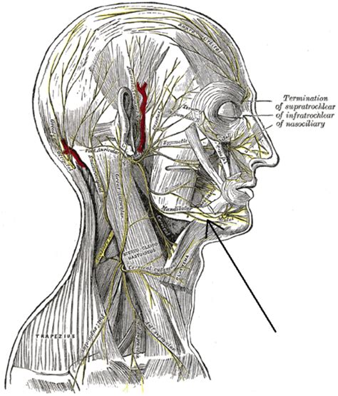 Marginal Mandibular Branch Of Facial Nerve Psychology Wiki Fandom