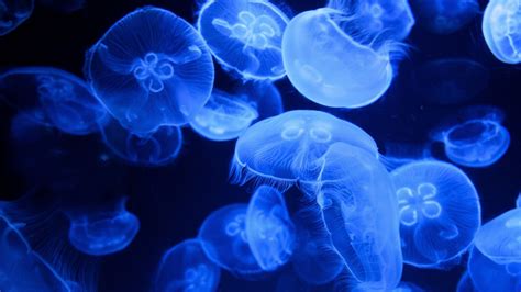 Blue Jellyfish 4k Wallpaper Aquarium Underwater Glowing Marine Life