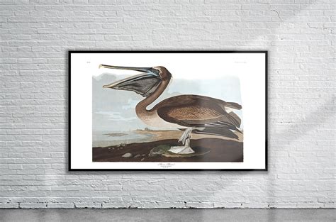 Vintage Audubon Brown Pelican Print