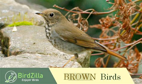 15 Brown Birds That You Should Know