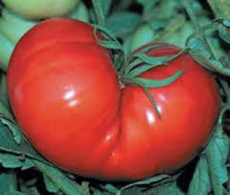 Tomato Red Ponderosa Heirloom Organicly Grown 25 Seeds 25000065996