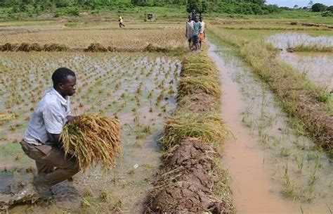Niger Rice Irrigation Farming Seeks To Improve Production Ntang