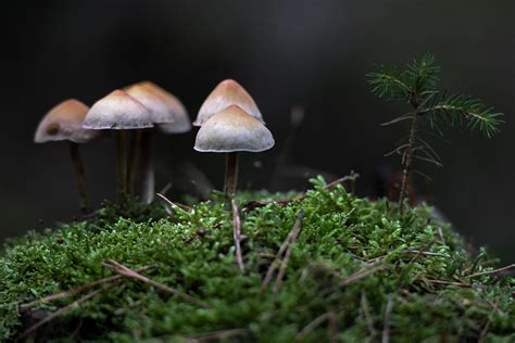 Pilze Im Wald Foto And Bild Wald Natur Pflanzen Bilder Auf Fotocommunity