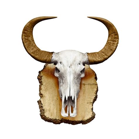 Bull Skull With Horns On White Stock Photo Image Of Buffalo Grunge