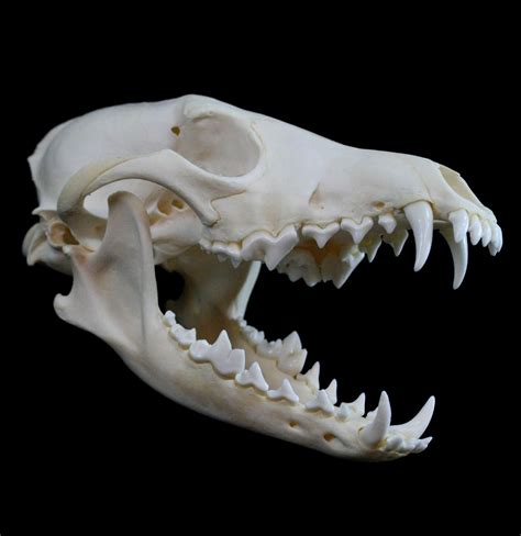 Coyote Skull Coyote Skull Dog Skull Skull Art