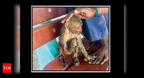 Female Monkey Suffers Electric Shock At Railway Station Rescued