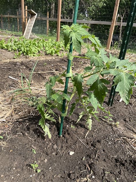 Three Ways To Trellis Tomatoes The Drummer And The Wright County