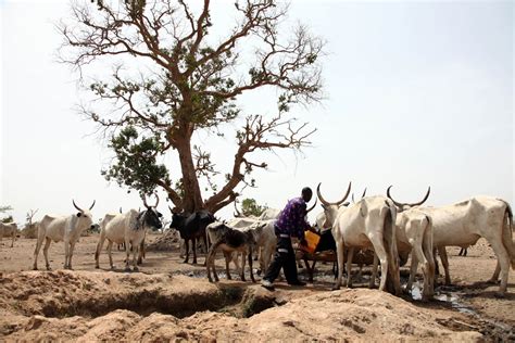 Nigerias Herdsmen And Farmers Are Locked In A Deadly Forgotten Conflict