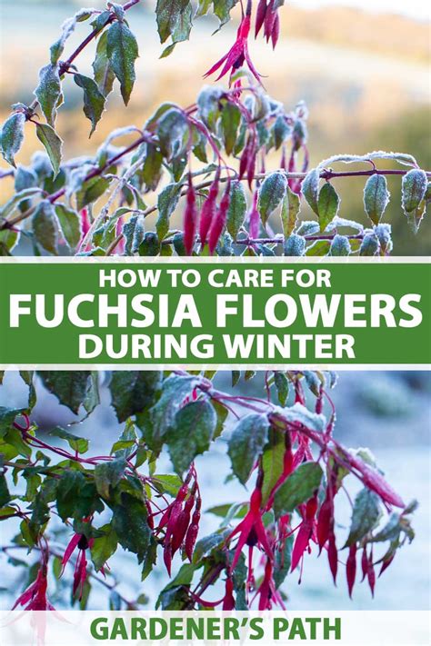 How To Prepare Your Fuchsia Flowers For Winter Gardeners Path