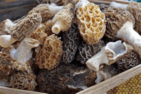 5 Best Morel Mushrooms Ohio Hunting Facts And Tips