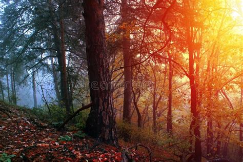 Sunrise In The Autumn Foggy Forest Autumn Landscape Stock Photo