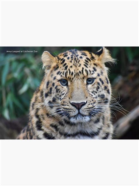 Amur Leopard Sticker By Mandm Photos Redbubble
