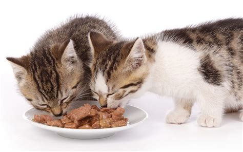 Where is best feline friend cat food made? Best Wet Cat Food For Urinary Health - Tips and Reviews