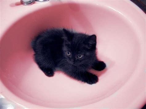 Adorable Baby Black Black Cat Cute Image 411644 On