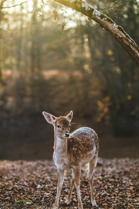 Images Gratuites La Nature Forêt Herbe Animal En Regardant Faune