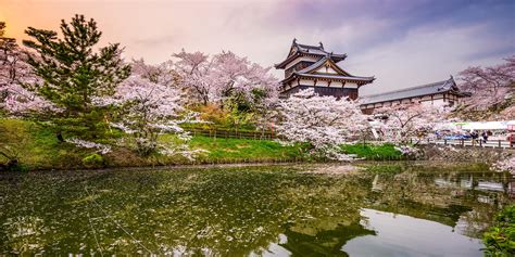 When Do Cherry Blossoms Bloom In Japan Marriott Traveler