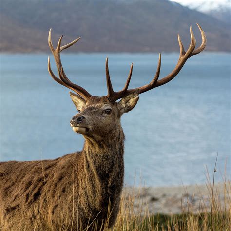 Royal Red Deer Stag In Scotland Photograph By Derek Beattie Pixels