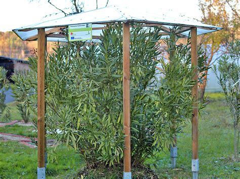 Im ersten jahr nach dem kauf oder umtopfen sind keine düngergaben erforderlich. OLEANDER ÜBERWINTERN - OLEANDER HAUS