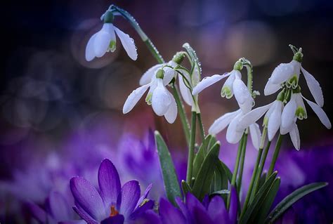 Snowdrops Purple Spring Crocuses White Hd Wallpaper Peakpx