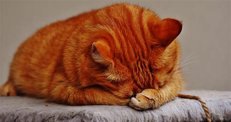 Do Cats Cry A Guide To Cat Tars And What They Mean