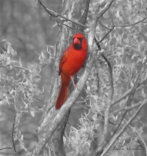 Cardinal Conceptual Photograph By Debra Vatalaro Fine Art America