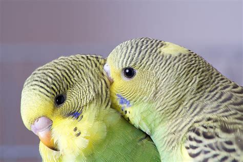 Looking To Adopt A Friendly Gentle Pet Bird Check Out This List Of