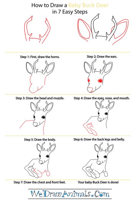 How To Draw A Baby Buck Deer