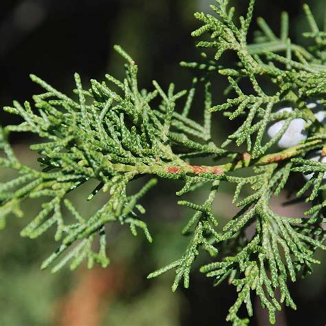 25 Eastern Red Cedar Tree Seeds Yard Garden And Outdoor Living Items