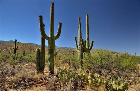 In the drought period, cacti spines, such as mandacaru, are removed and used as hay for livestock. Things to Know About the Saguaro Cactus