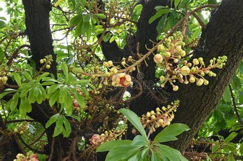 Beautiful Shorea Robusta Flower Also Known As Sakhua Or Shala Stock