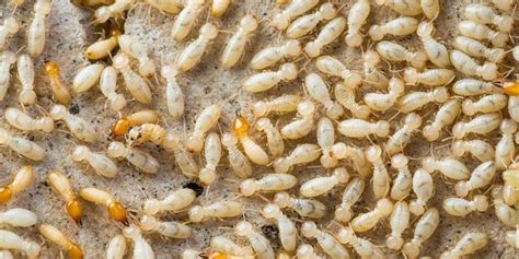 What Do Termites Look Like To The Human Eye See Pictures Of Termites