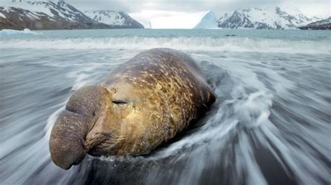 Морской слон − северный и южный: виды как выглядит, где обитает, интересные факты | Слоны ...