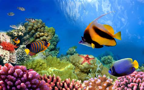 Great Barrier Reef Biosearch Life Under The Ocean Desktop