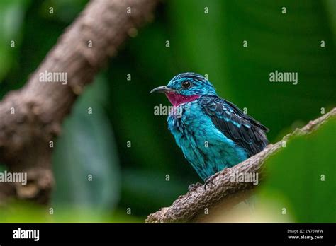 Woodland Park Zoo, Seattle, Washington, USA. Male Spangled cotinga