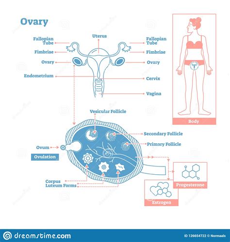 Ovary Part Of Endocrine System Medical Science Vector Illustration