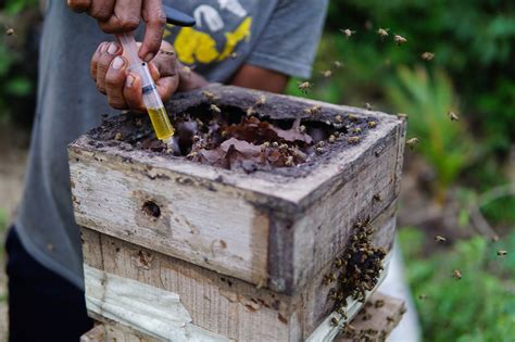 Photos From Beekeeping With Indigenous People In The Amazon Globalgiving