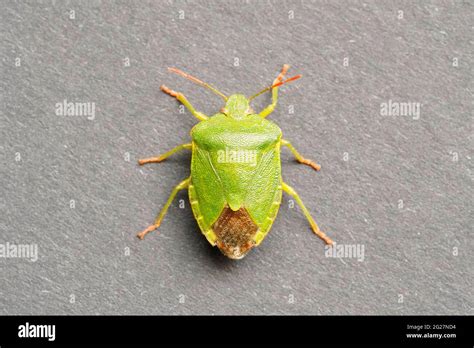 Close Up Of A Green Stink Bug Palomena Prasina Gray Background