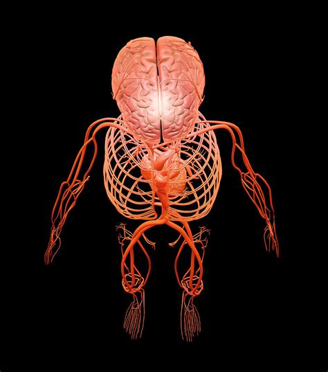 Human Circulatory And Nervous Systems Photograph By Andrzej Wojcicki