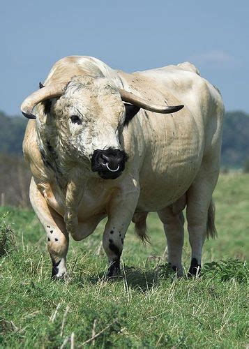 White Park Bull Cattle Breeds Bull Cow Animals