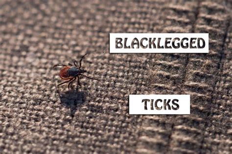 Blacklegged Ticks Lifecycle Transmitters Of Disease And Ways To Control